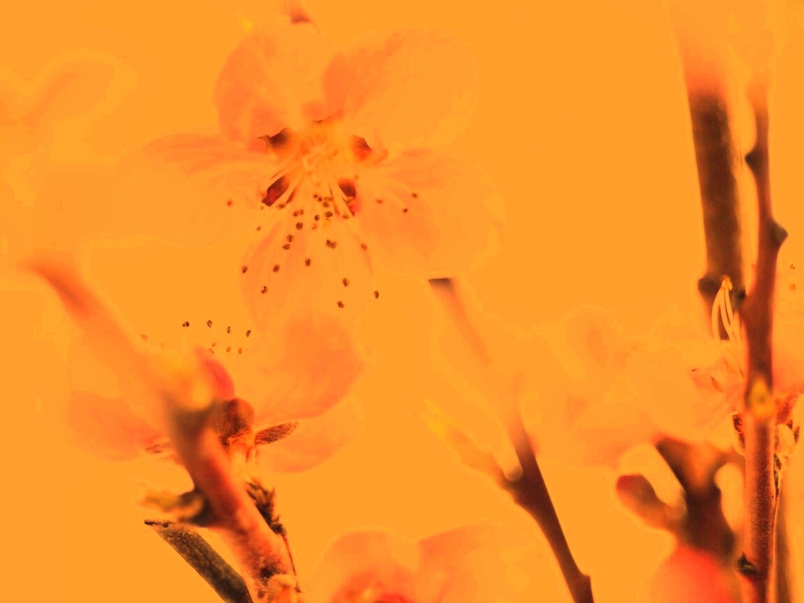 Нежные розовые цветы обои