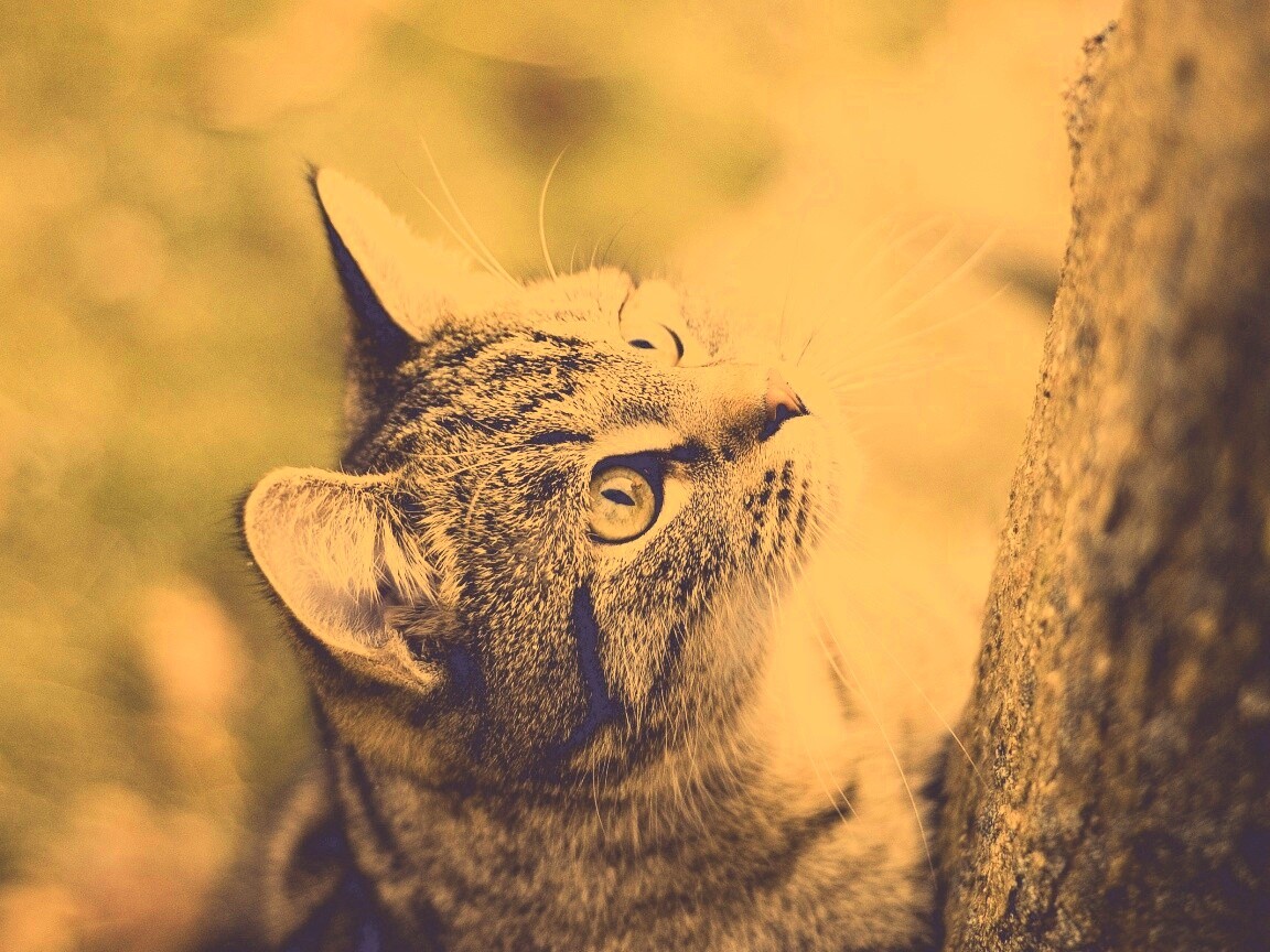 Кошак на дереве обои