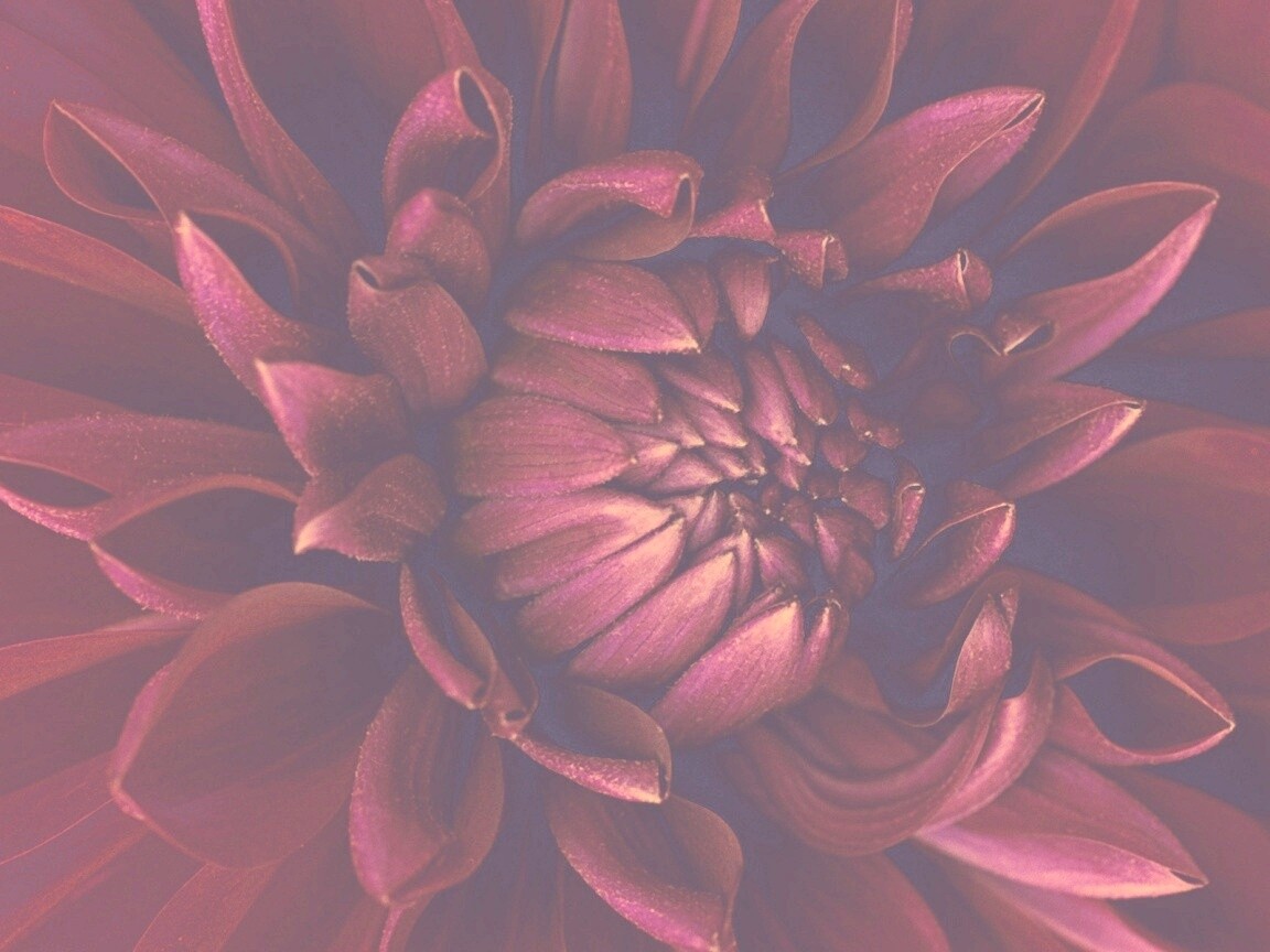 Цветок обои