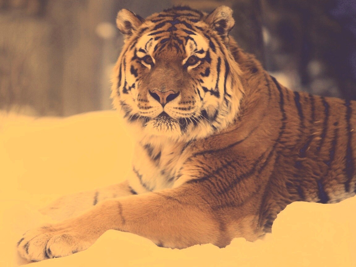 Тигр в снегу обои