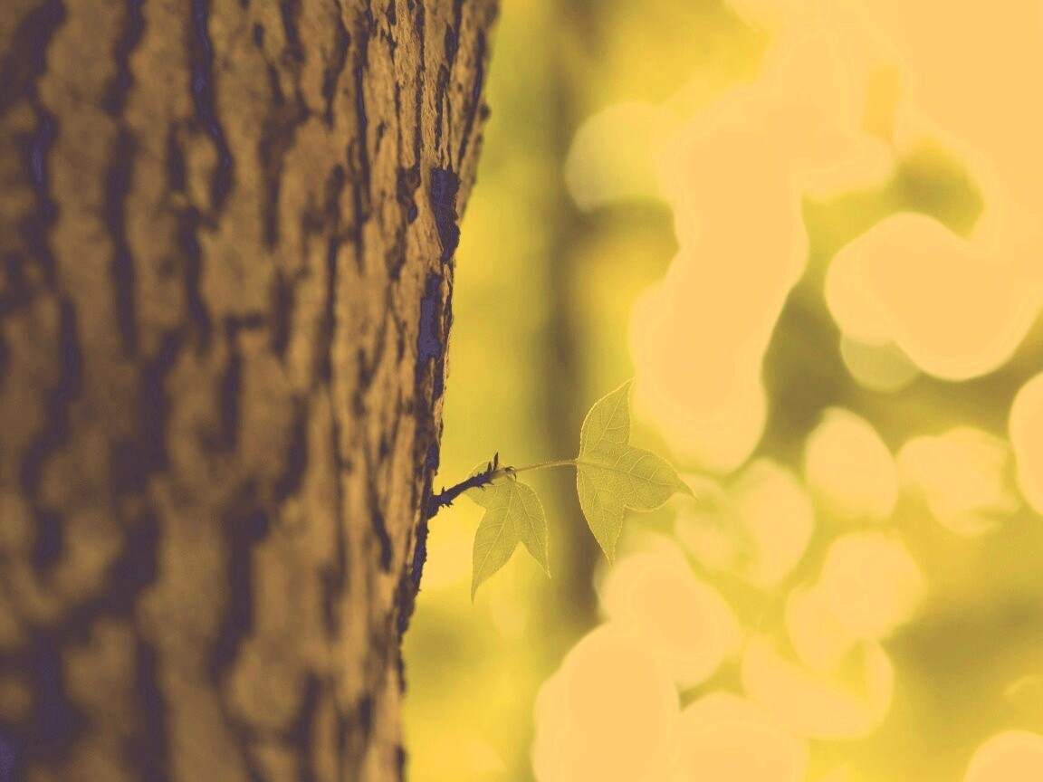 Листок на стволе дерева обои