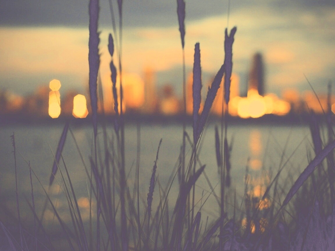 Камыш на фоне вечерних огней обои