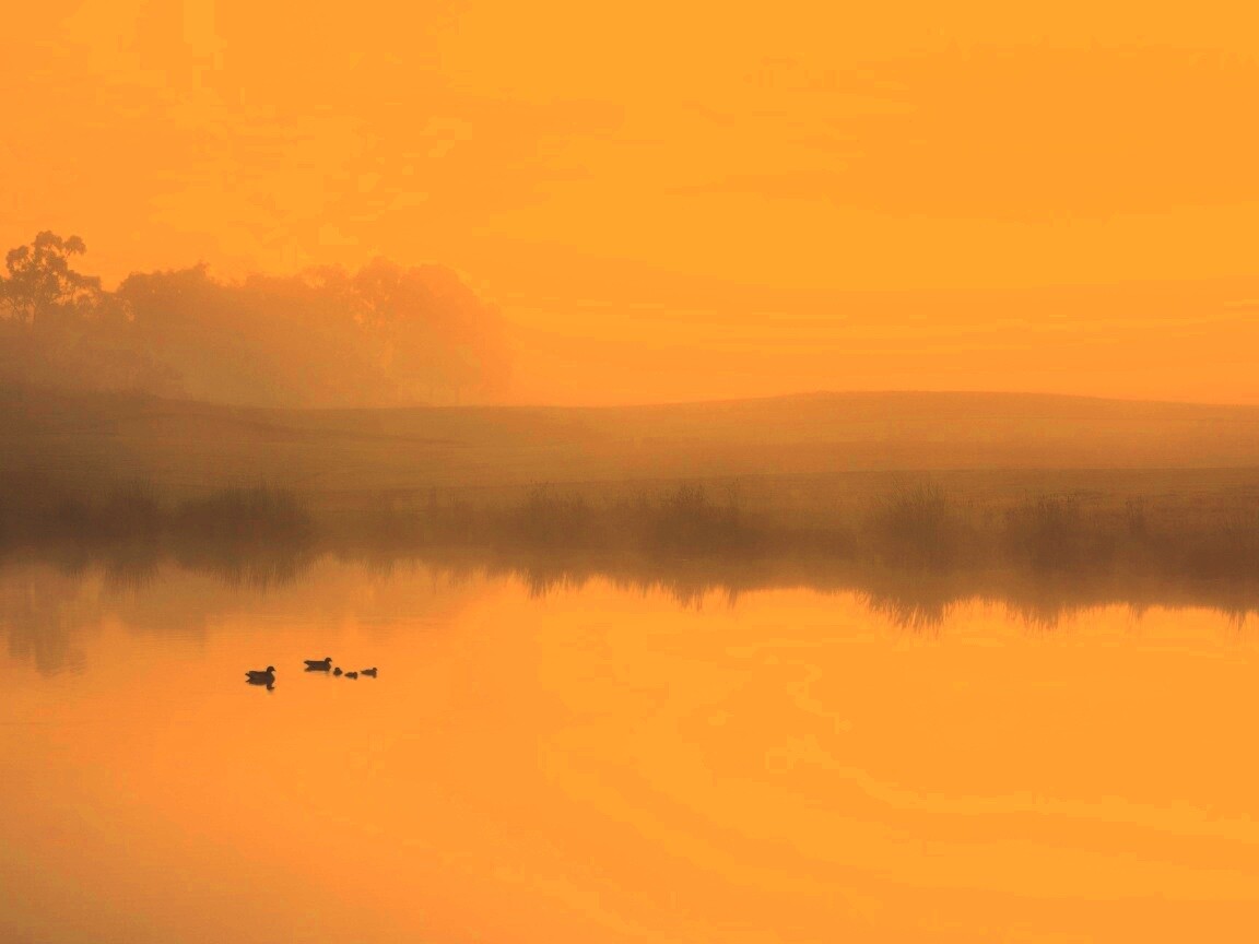 Ducks on a Misty Pond обои