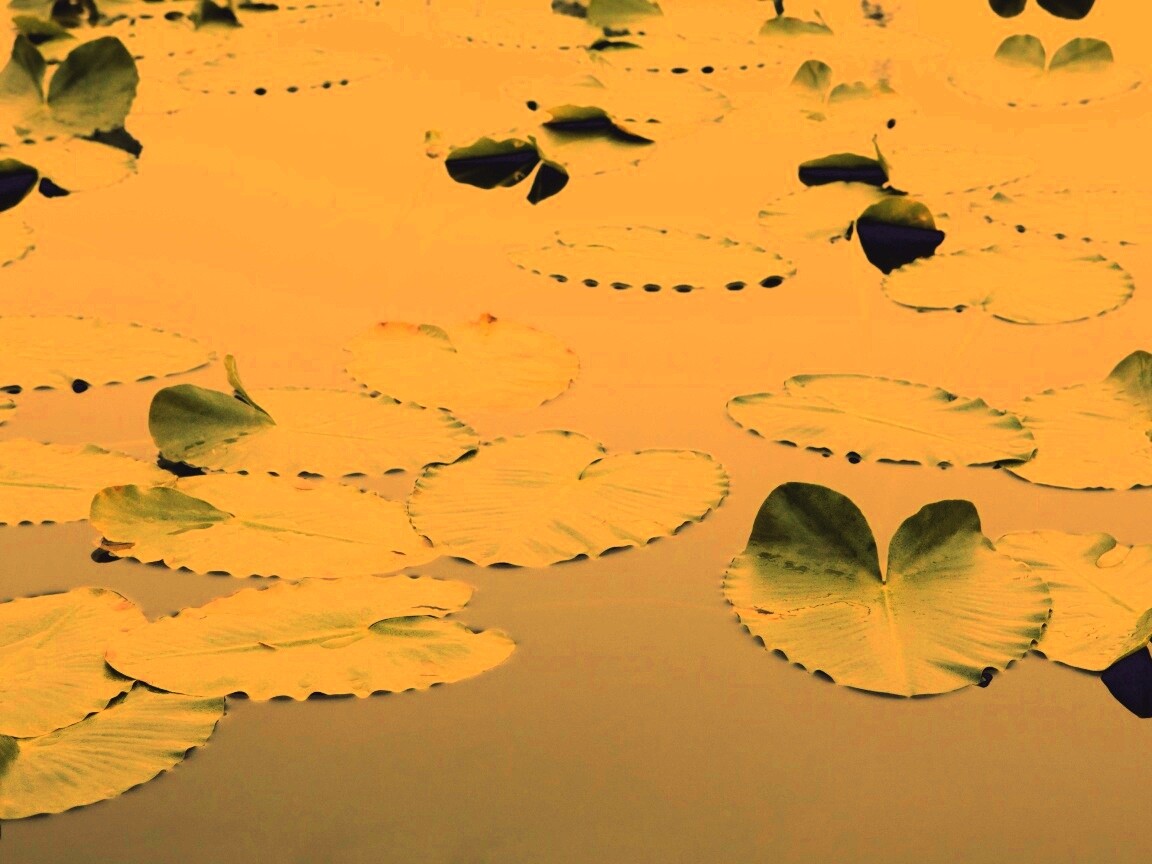 Плавающие листья обои