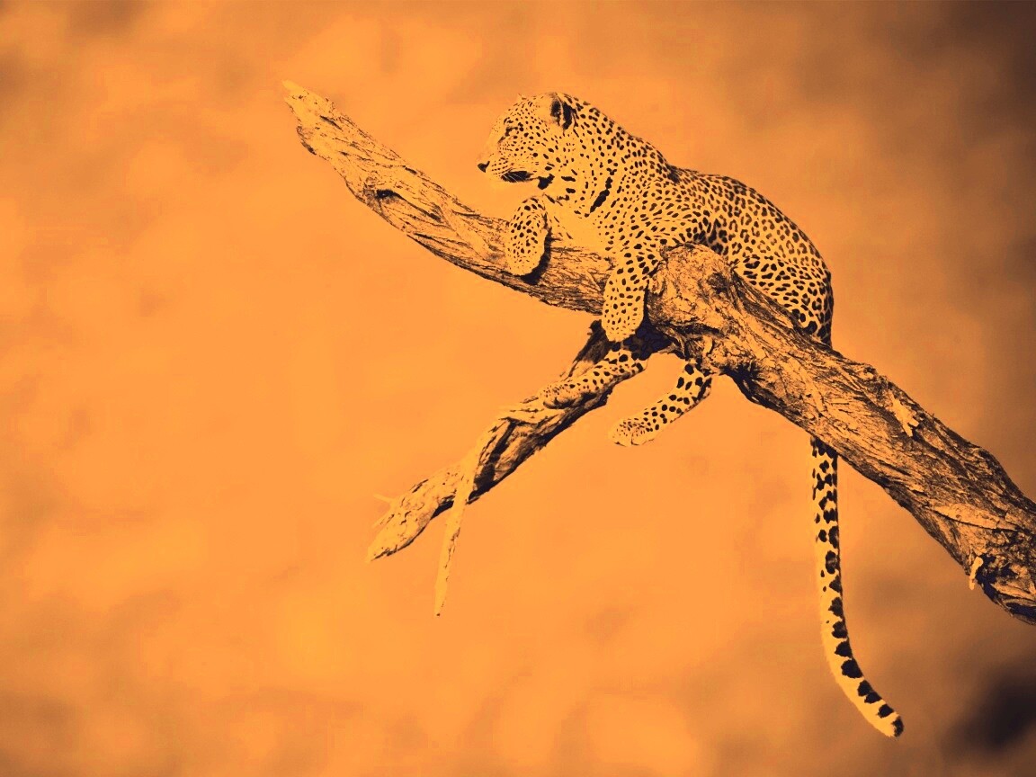 Ягуар на дереве обои