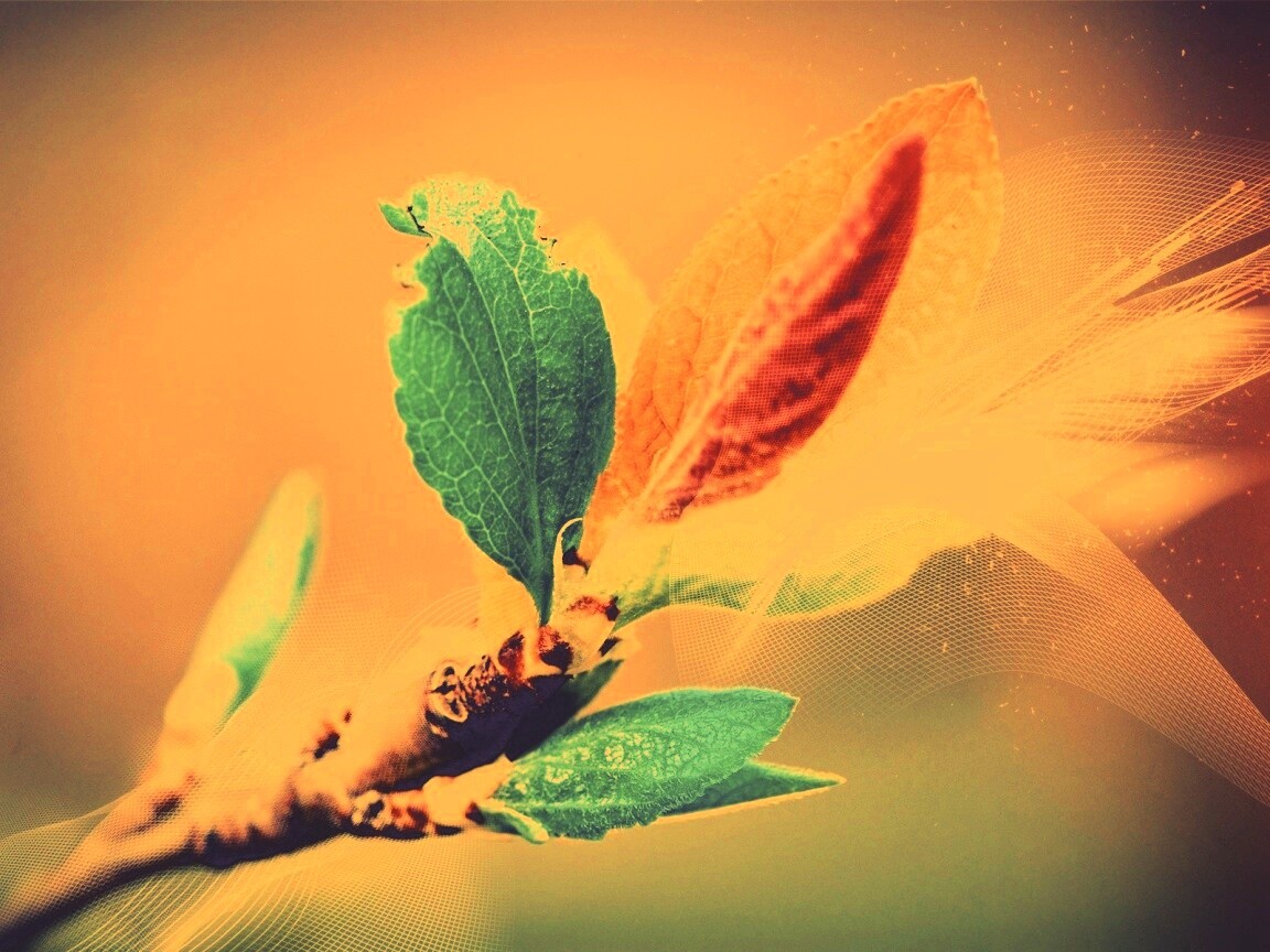 Разноцветные листья обои