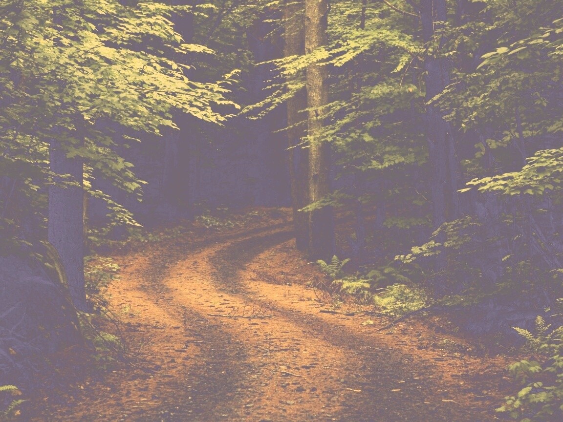 Лесная дорога обои