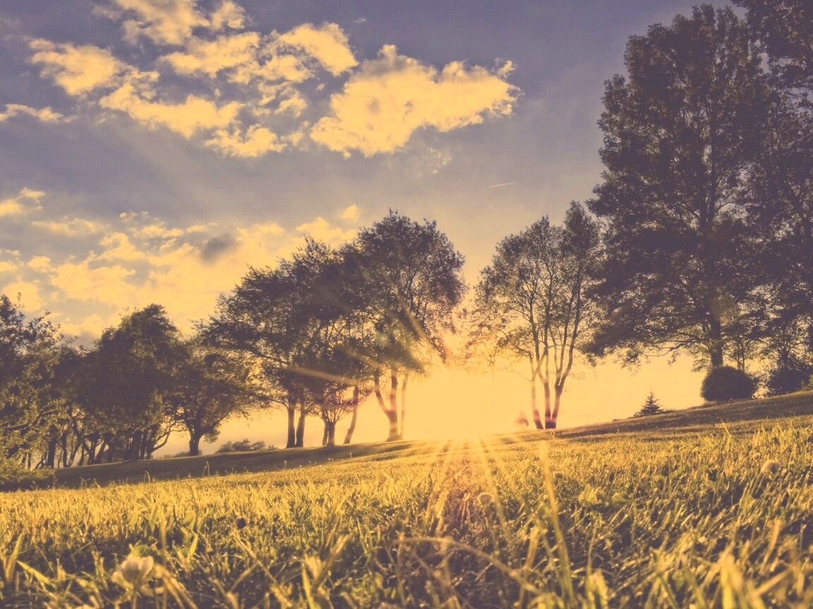 Лучи солнца на траве обои