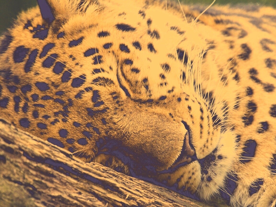 Спящий хищник обои