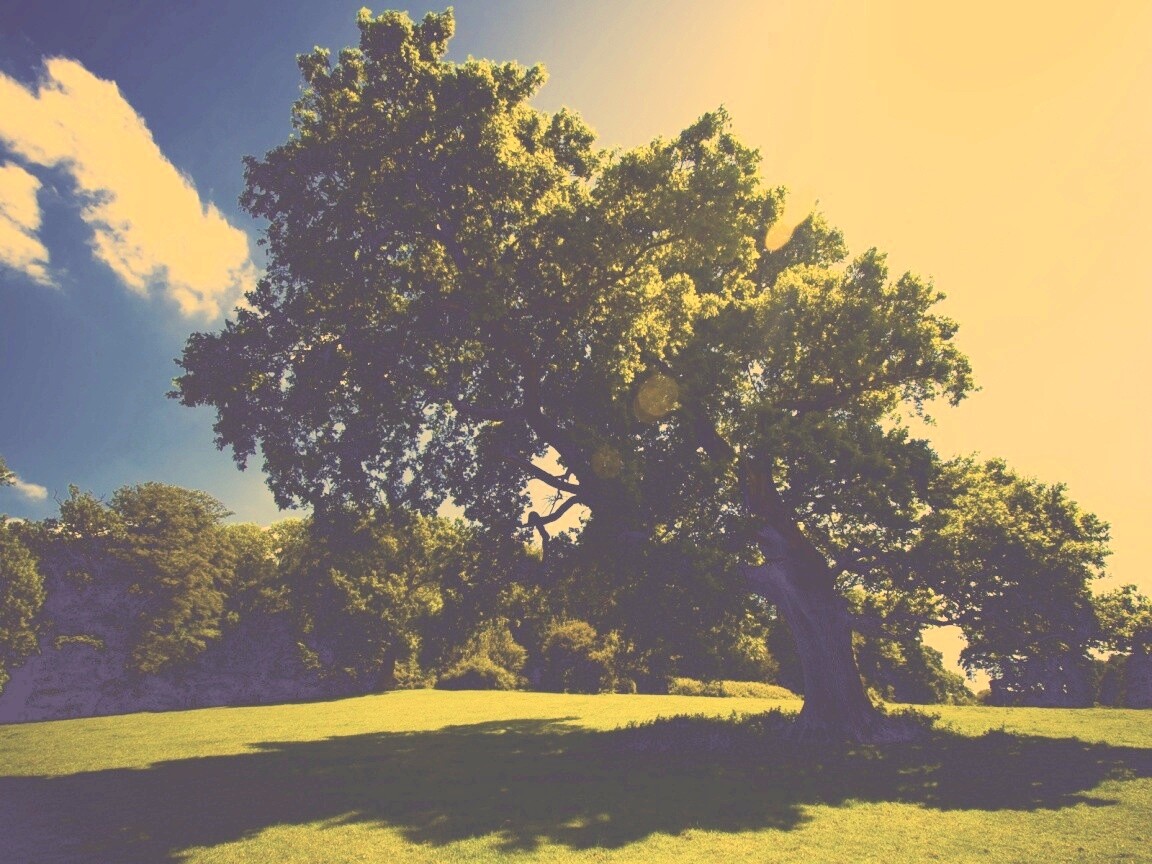 Большое зеленое дерево на лужайке обои