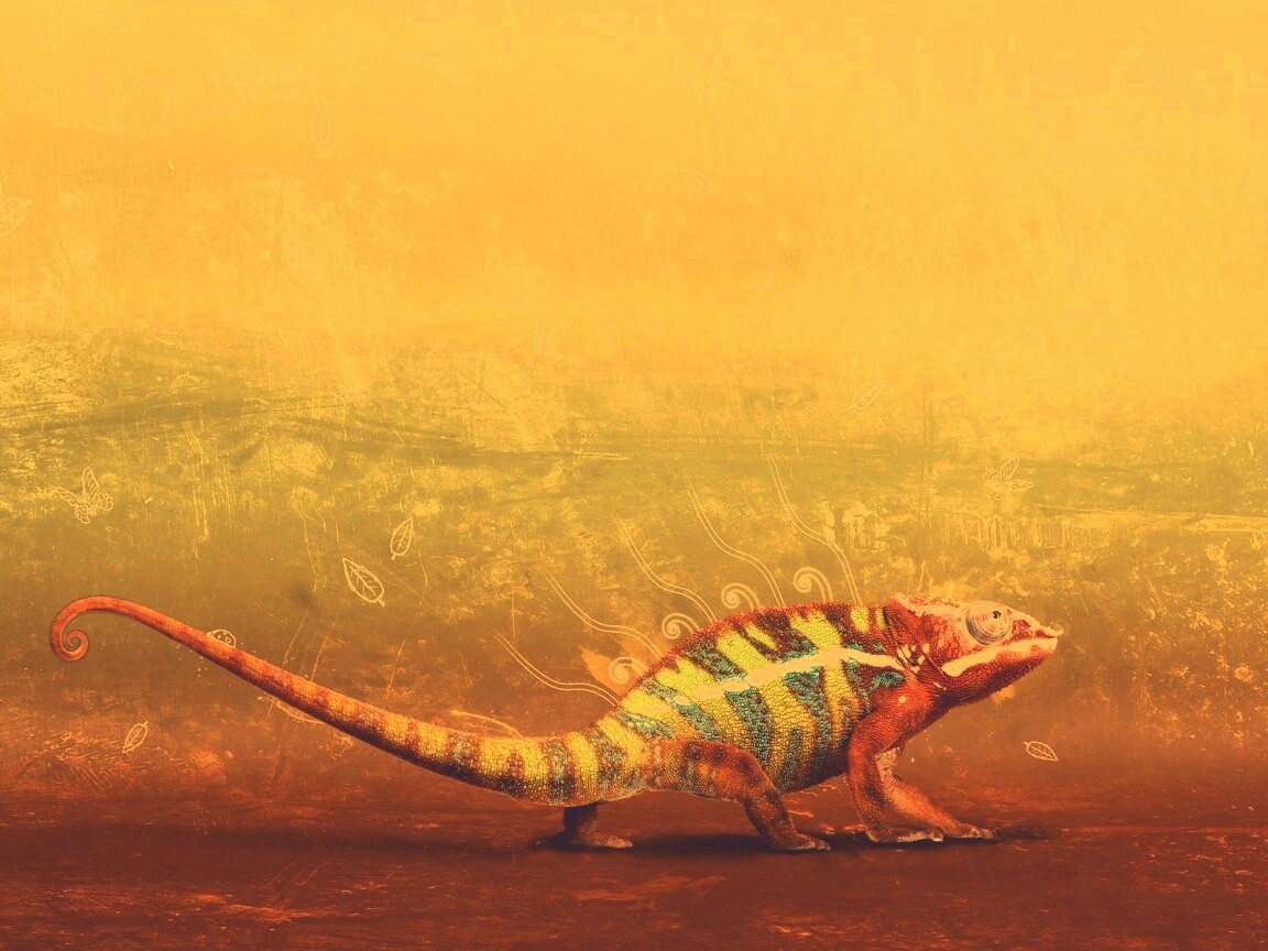 Хамелеон обои