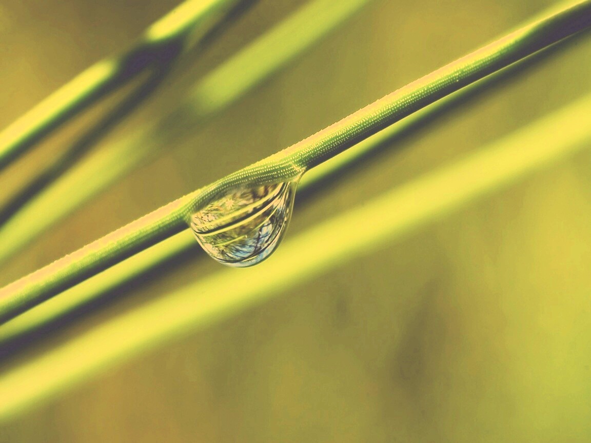 Капелька воды на стебле обои