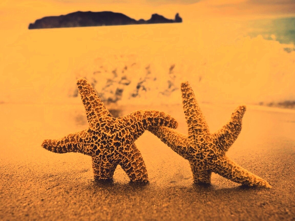 Две морские звезды обои