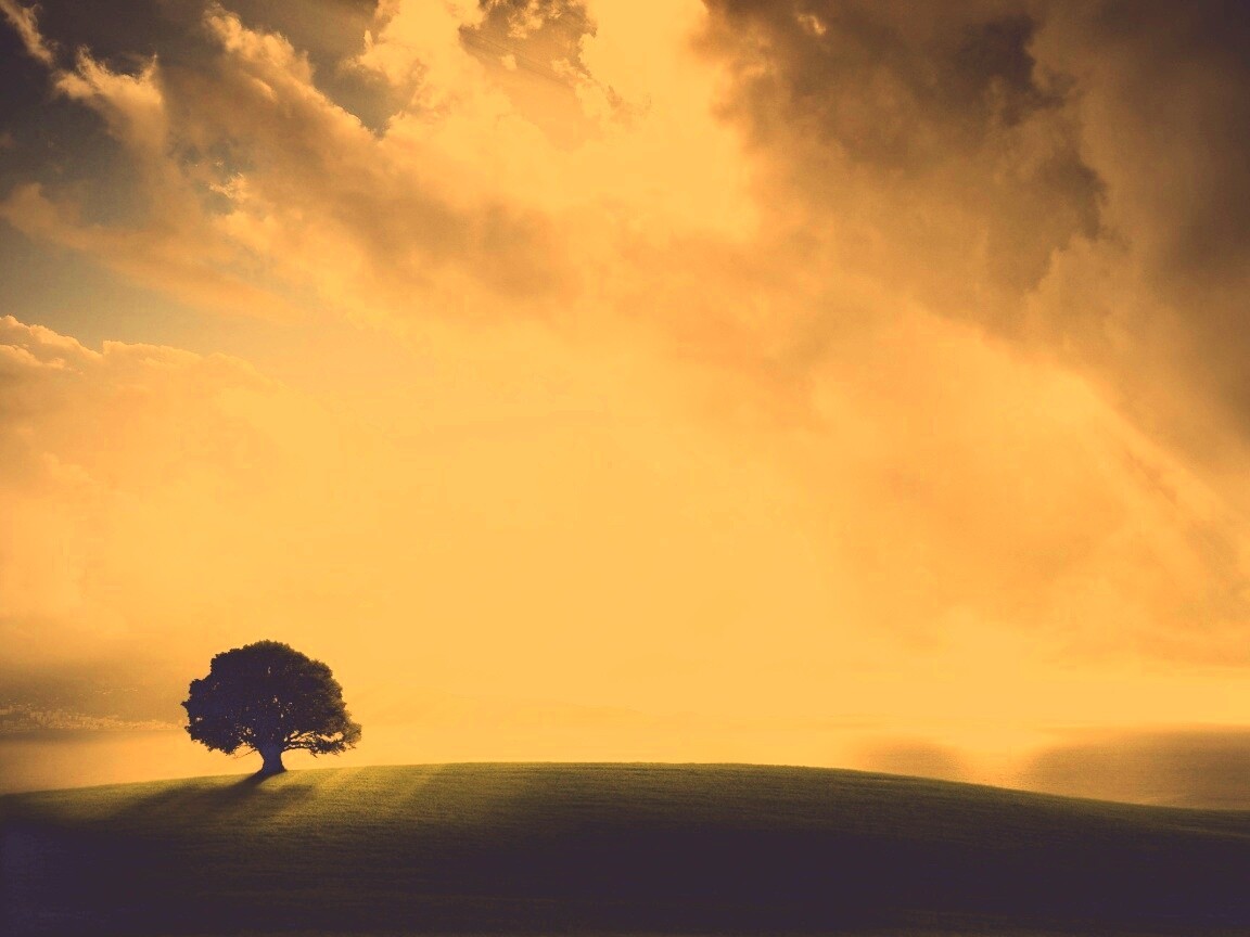 Холм и дерево обои