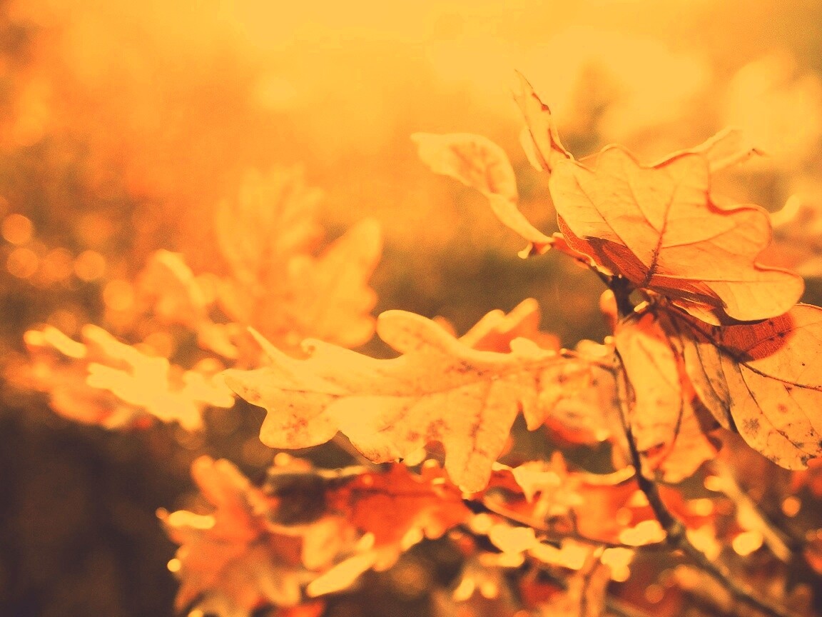 Дубовые листья обои