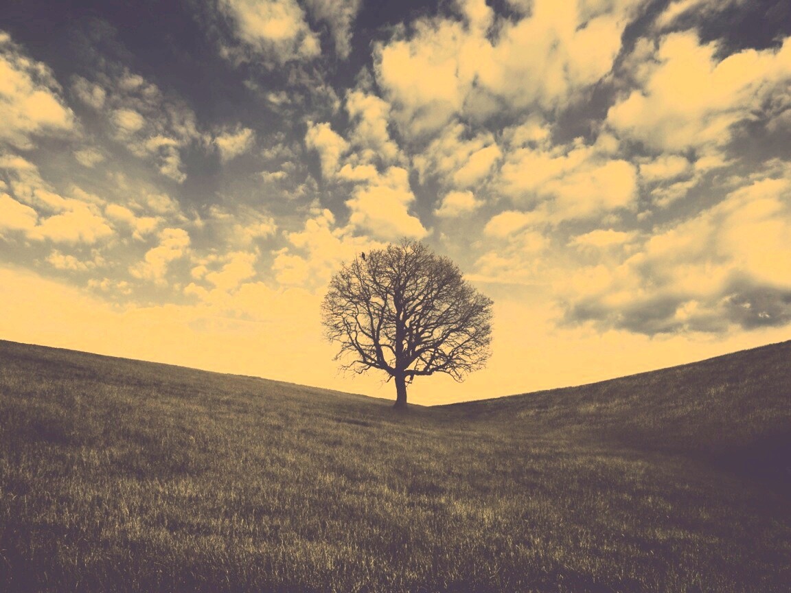 Холм одинокого дуба обои