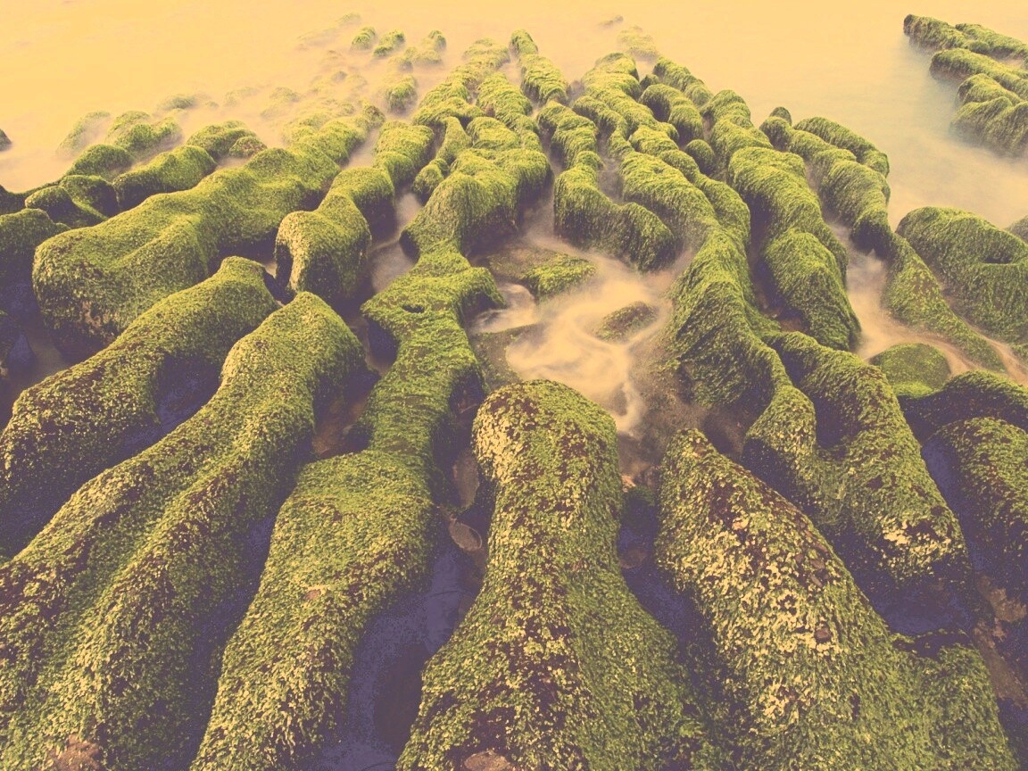 Заросший берег обои