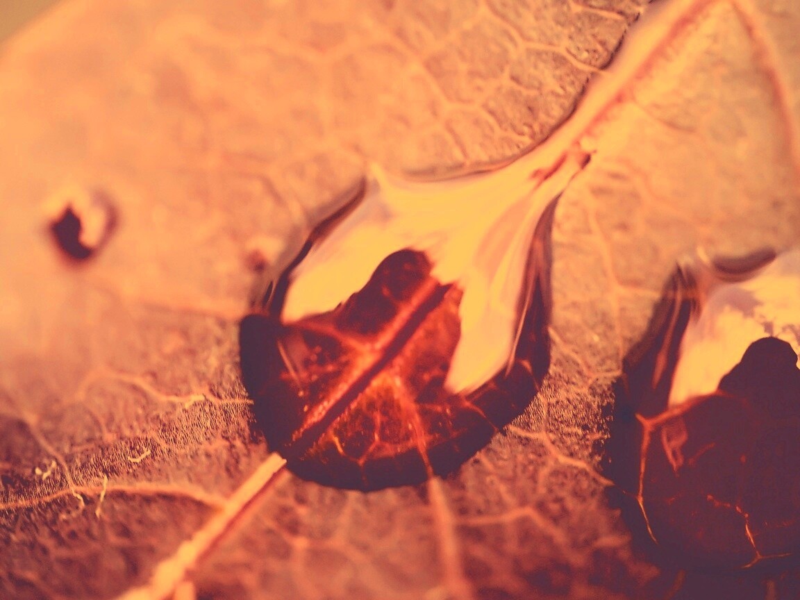 Две капли на красном листке обои