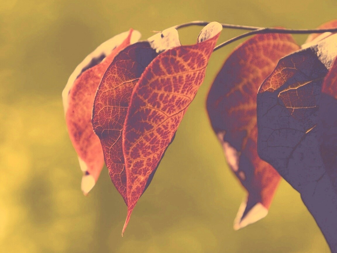 Ветка красных листьев обои