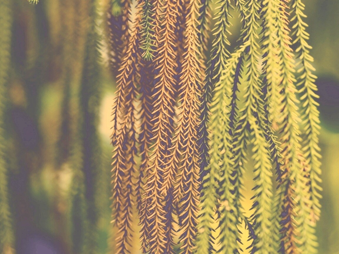 Зеленые колючки обои