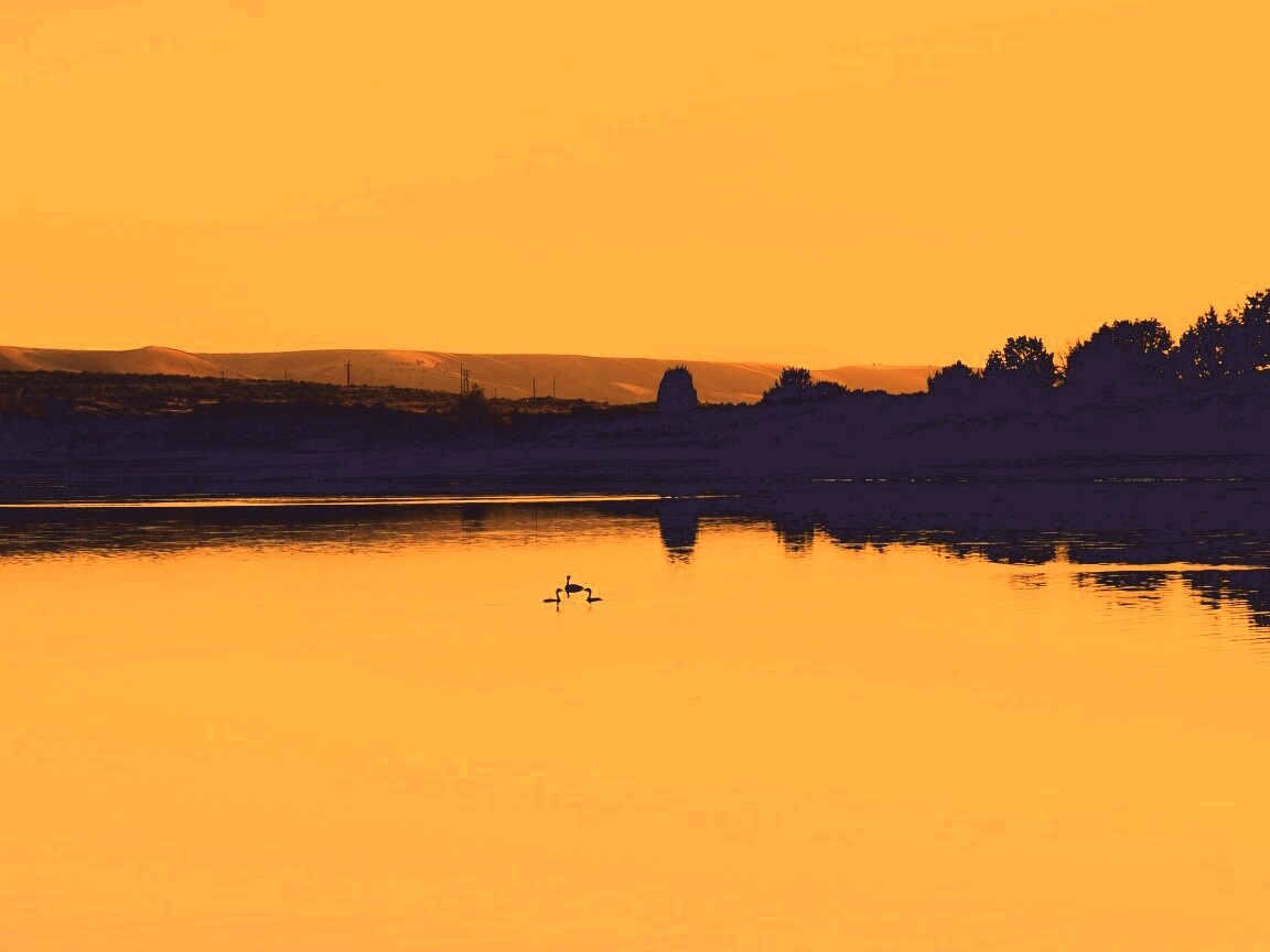 Утиное озеро обои