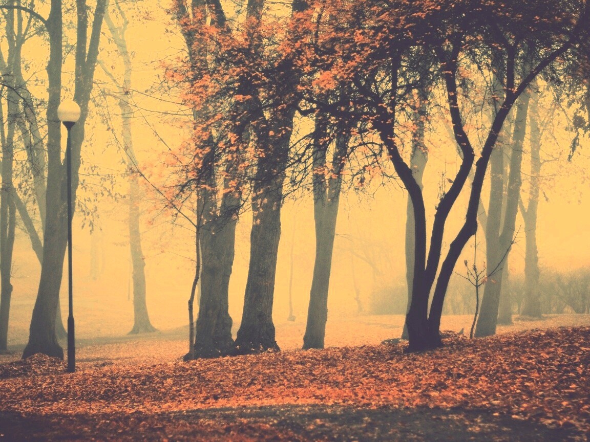 Парк красных листьев обои
