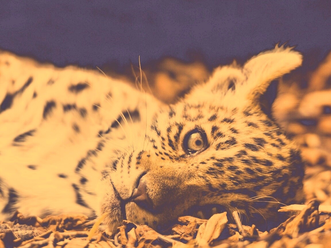 Гепард котенок обои