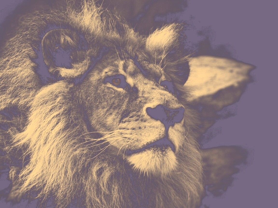 Гордый черно-белый лев обои