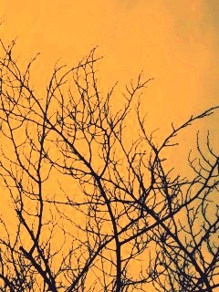 Ветвистое дерево обои