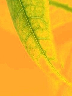 Зеленый листок обои