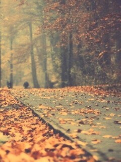 Осенняя дорога обои