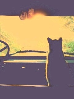 Кот навигатор обои