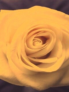 Белая роза обои