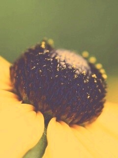 Золотой цветок обои