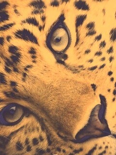 Леопард обои