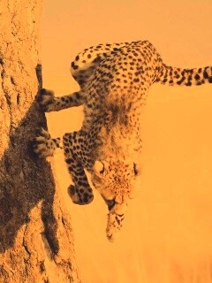 Скалолаз обои