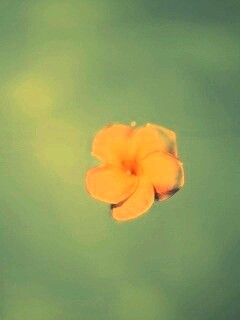 Цветок обои