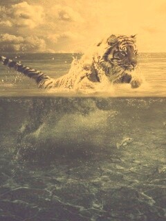 Тигр купается обои