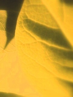 Свет на листве обои