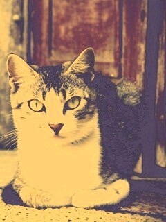 Кошечка на подстилке обои