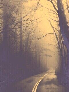 В туман обои