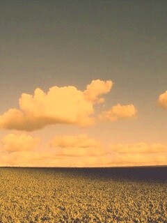 Обака над бескрайними полями обои