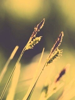 Макро фото луговой травы обои