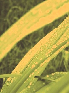 Роса на траве обои