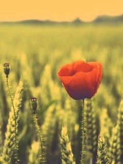 Первый распустившийся мак обои