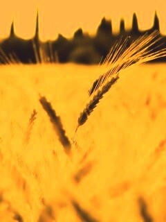 Пшеничное поле обои