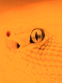 Змея альбинос обои