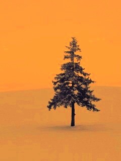 Одинокая ёлка обои