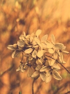 Увядший цветок обои