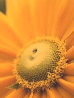 Недозрелый цветок подсолнечника обои